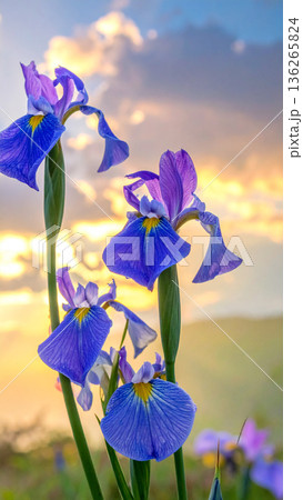 「端午の節句」菖蒲の花 136265824