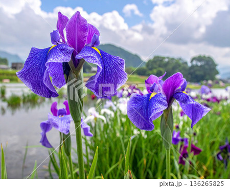 「端午の節句」菖蒲の花 136265825