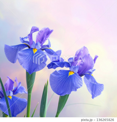 「端午の節句」菖蒲の花 136265826
