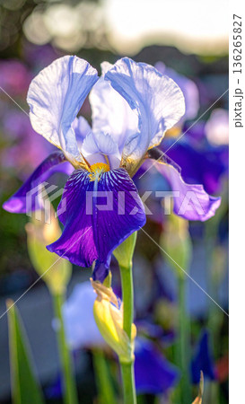 「端午の節句」菖蒲の花 136265827
