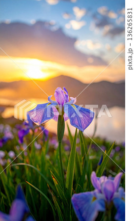 「端午の節句」菖蒲の花 136265831