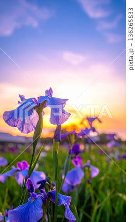 「端午の節句」菖蒲の花 136265833