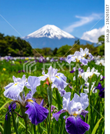 「端午の節句」菖蒲の花 136265837