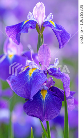 「端午の節句」菖蒲の花 136265838