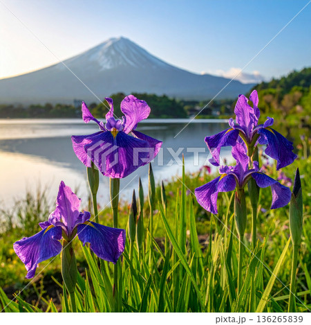 「端午の節句」菖蒲の花 136265839