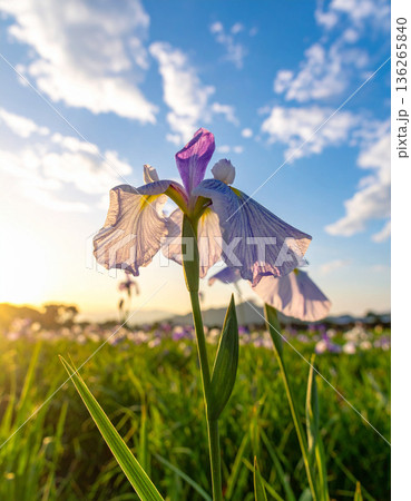 「端午の節句」菖蒲の花 136265840