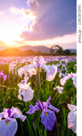 「端午の節句」菖蒲の花 136265845