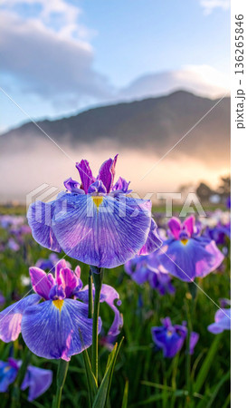 「端午の節句」菖蒲の花 136265846