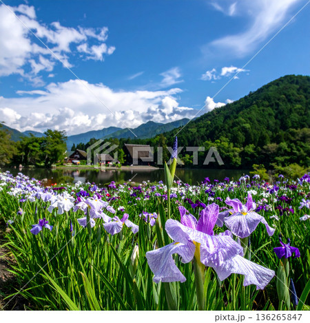 「端午の節句」菖蒲の花 136265847