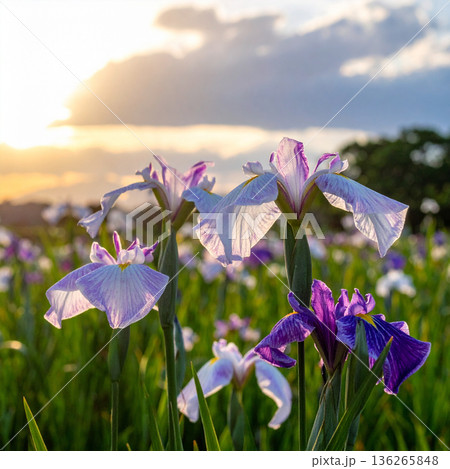 「端午の節句」菖蒲の花 136265848