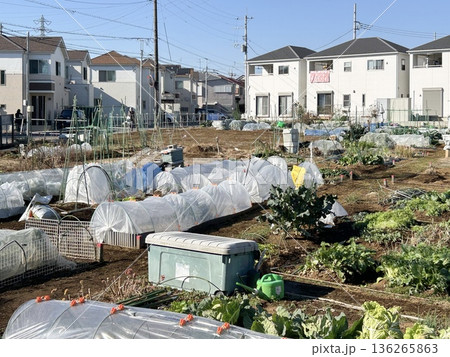 都市の住宅地域のシェア畑 都市の住宅地域のシェア畑 136265863