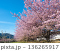 未病バレービオトピアの敷地内に咲く満開の河津桜並木 136265917