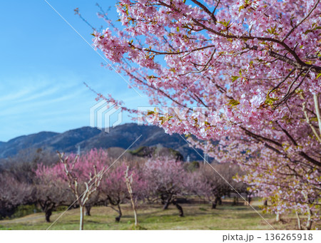 未病バレービオトピアの満開の河津桜と梅林の様子 未病バレービオトピアの満開の河津桜と梅林の様子 136265918