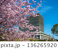 未病バレービオトピアの満開の河津桜と旧第一生命保険ビル 136265920