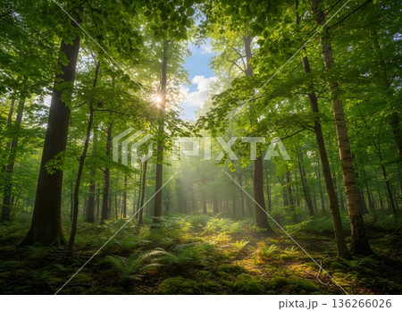 美しい森林の中で光と影の共演 136266026