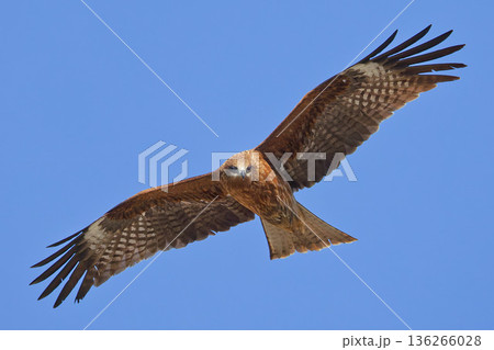 ブルーバックで帆翔するトビ ブルーバックで帆翔するトビ 136266028