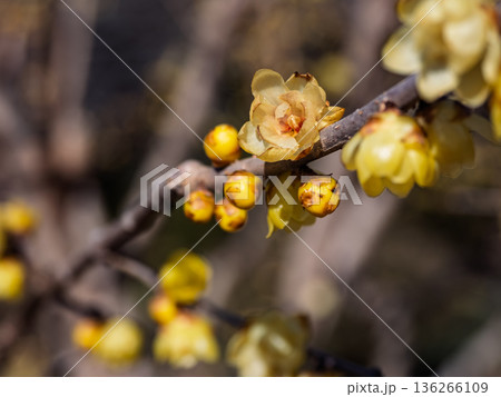 枝に咲くロウバイの花　冬の庭園風景 136266109