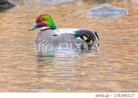 一羽で泳ぐヨシガモ成鳥の雄 136266117
