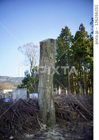 背の高い切株 136266201