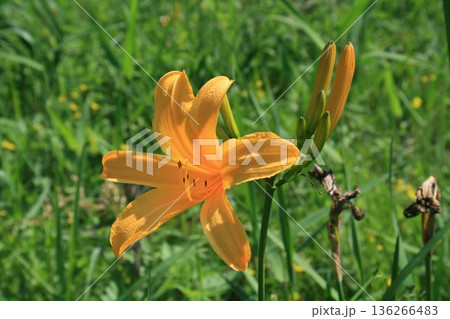 二ッコウキスゲの花 136266483