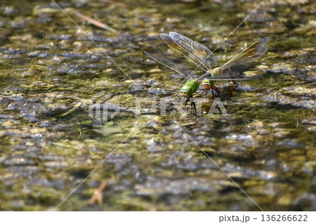池の上を飛び回るギンヤンマ 池の上を飛び回るギンヤンマ 136266622