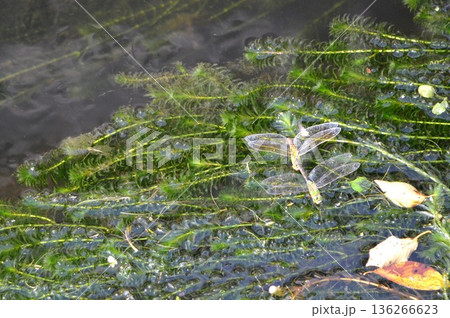 池の上を飛び回るギンヤンマ 池の上を飛び回るギンヤンマ 136266623