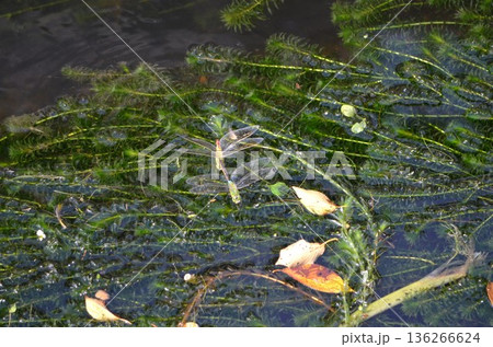池の上を飛び回るギンヤンマ 池の上を飛び回るギンヤンマ 136266624