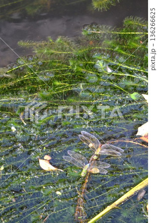 池の上を飛び回るギンヤンマ 池の上を飛び回るギンヤンマ 136266625