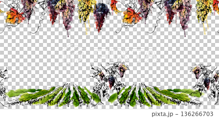 Grapevine among vineyard fields with foliage, overhanging fruit clusters in seamless banner. Isolated illustration hand drawn in watercolor and ink for labels, menu, garden publishing, winery branding 136266703