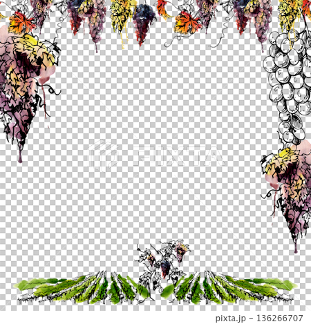 Frame of grape clusters on vine, foliage and tendrils, vineyard field landscape in watercolor with ink sketch line. Lifestyle publishing, menus, brochures, wine branding and organic product identity. 136266707