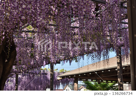 津島天王川公園　満開のフジ(愛知県津島市) 136266734
