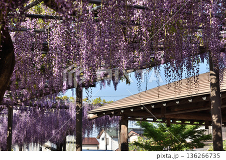 津島天王川公園　満開のフジ(愛知県津島市) 136266735
