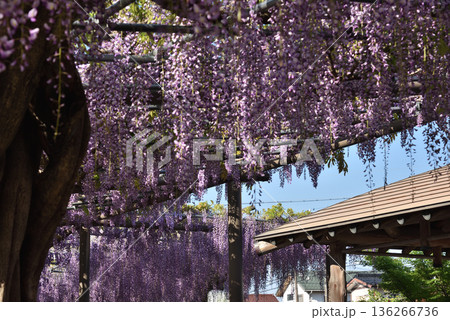 津島天王川公園　満開のフジ(愛知県津島市) 136266736