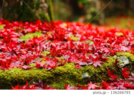 紅葉の落ち葉 紅葉の落ち葉 136266785
