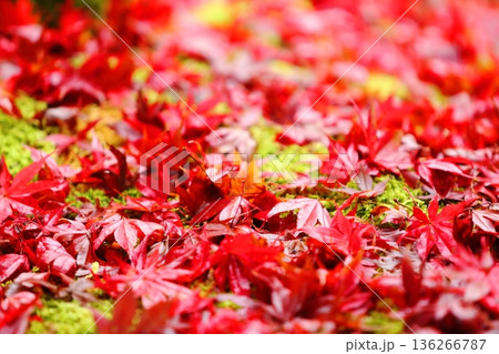 紅葉の落ち葉 紅葉の落ち葉 136266787
