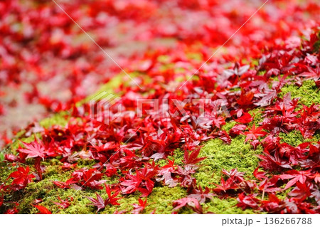 紅葉の落ち葉 紅葉の落ち葉 136266788