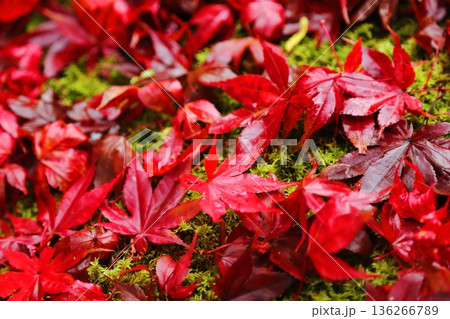 紅葉の落ち葉 136266789