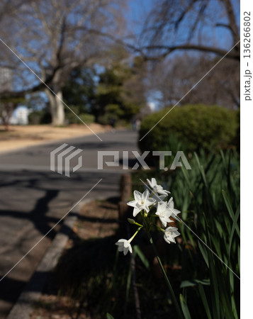 公園の園路に咲く白い水仙 早春の散策イメージ 文字スペースあり 公園の園路に咲く白い水仙 早春の散策イメージ 文字スペースあり 136266802