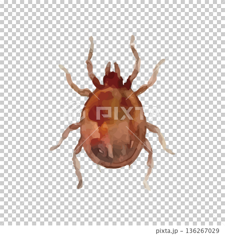 水彩風のダニイラスト 水彩風のダニイラスト 136267029