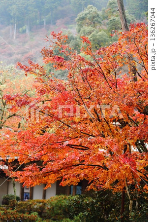 西明寺の紅葉 西明寺の紅葉 136267044