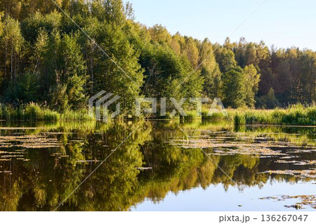 Serene Riverbank Scene with Lush Greenery 136267047