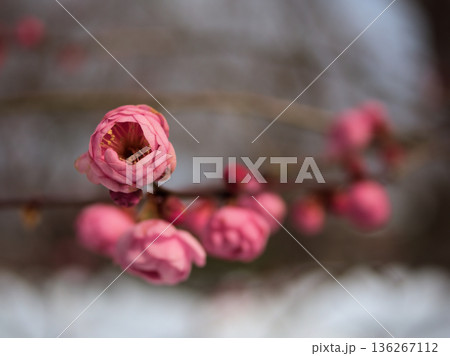 寒い1月に咲いた美しいピンク色の梅の花「未開紅（ミカイコウ）」 136267112