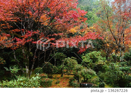 西明寺の紅葉 136267226