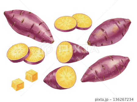 水彩風のさつまいもイラスト 136267234