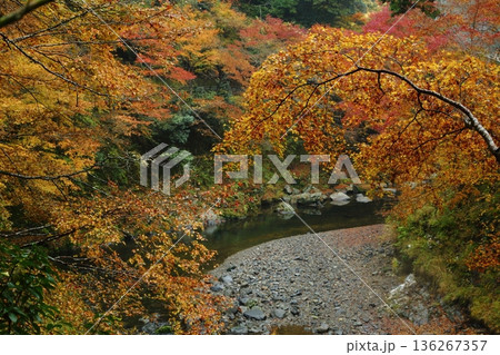 西明寺の紅葉 西明寺の紅葉 136267357