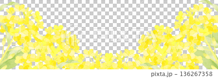 Background illustration of rape blossoms drawn in watercolor Background illustration of rape blossoms drawn in watercolor 136267358