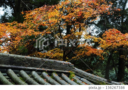 西明寺の紅葉 136267386
