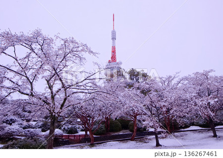 宇都宮市 八幡山公園の宇都宮タワーと満開の桜に積もった雪 宇都宮市 八幡山公園の宇都宮タワーと満開の桜に積もった雪 136267461