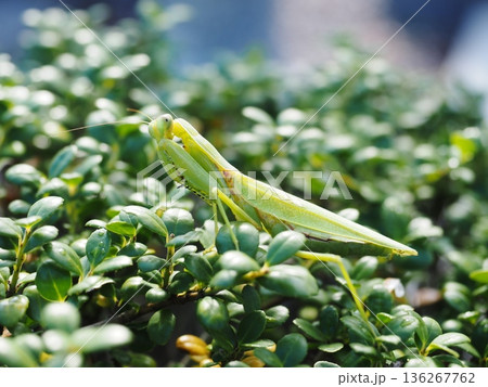 陽光を浴びて輝くカマキリ 136267762