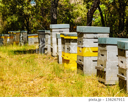 Bee hives in green forest. Beekeeping. Bee hives in green forest. Beekeeping. 136267911